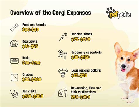 How Much Is a Corgi: Overview of All Expenses .